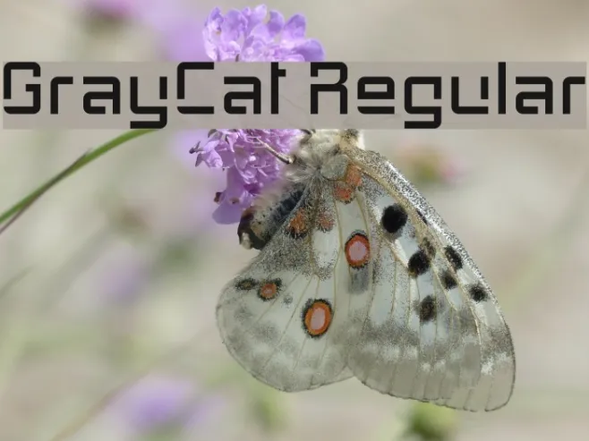 GrayCat Regular Example 2