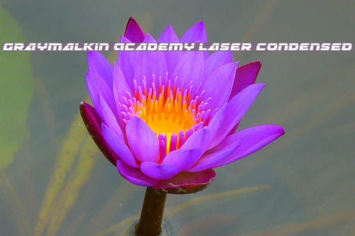 Graymalkin Academy Laser Condensed Example 1