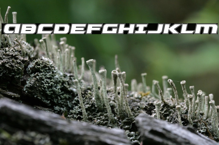 Graymalkin Academy Example 3