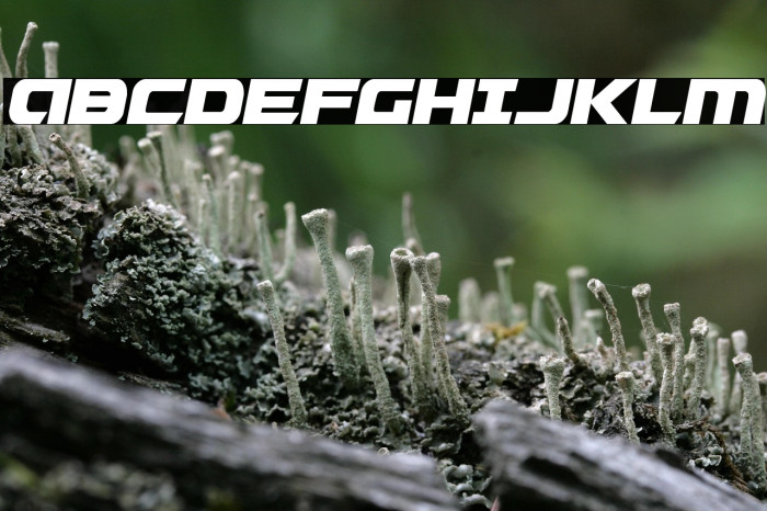 Graymalkin Compact Condensed Example 2