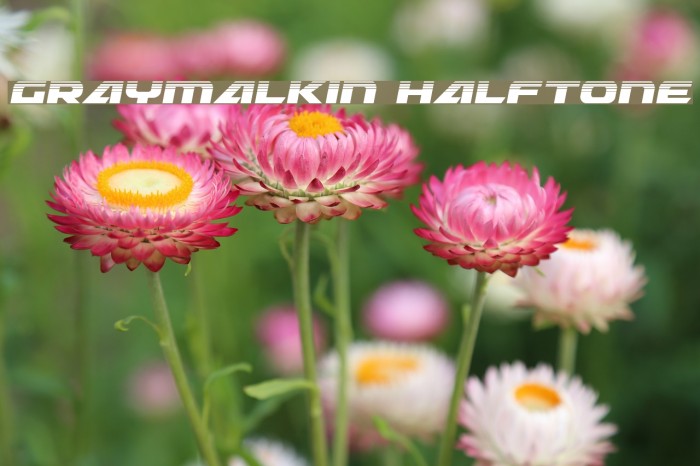 Graymalkin Halftone Font examples