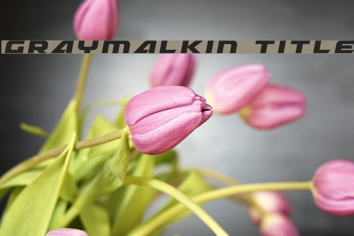 Graymalkin Title Example 1