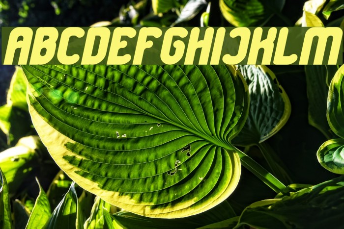 Great Leader Bold Italic Example 2