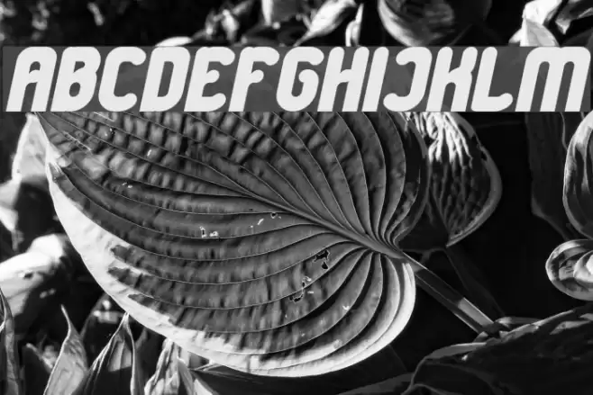 Great Leader Bold Italic Font examples