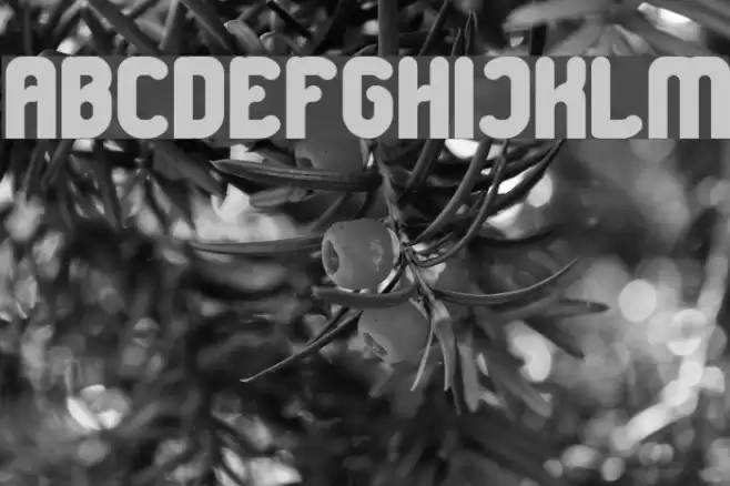 Great Leader Bold Font examples