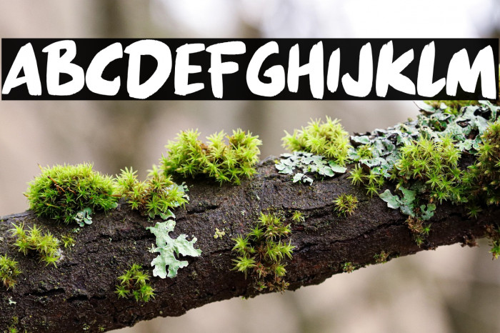 Great Paradise Example 3