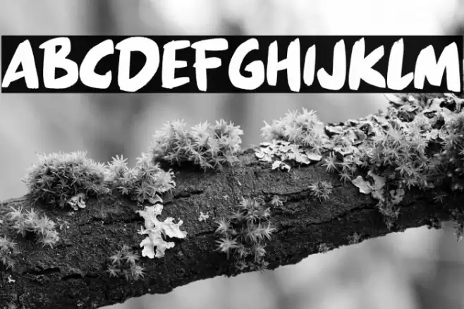 Great Paradise Font examples