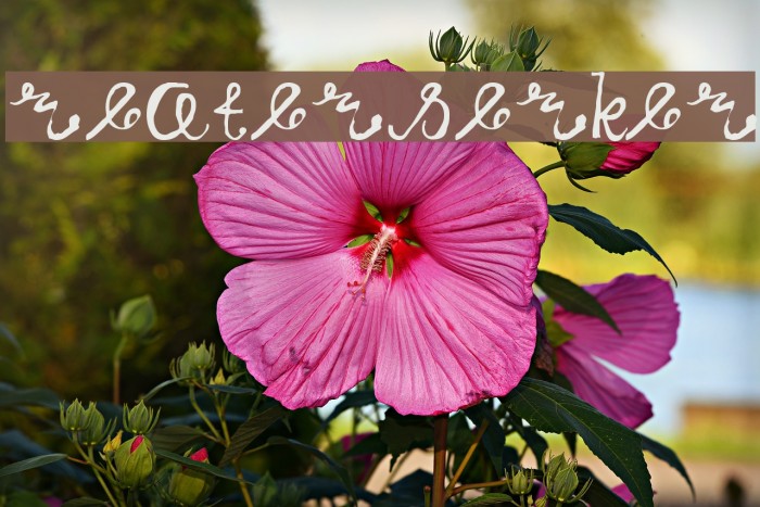 GreatBerserker Example 3