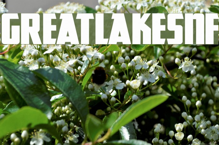 GreatLakesNF Polices examples