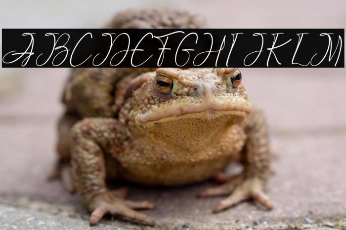 GreattonDemo Example 1