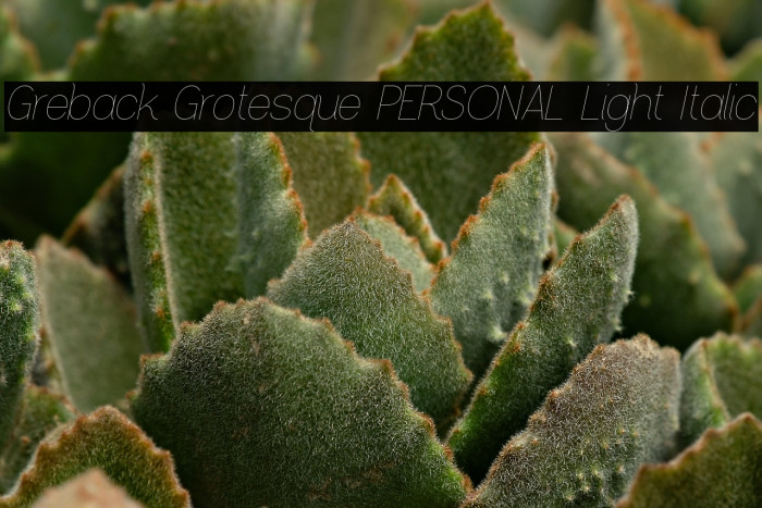 Greback Grotesque PERSONAL Light Italic Example 1