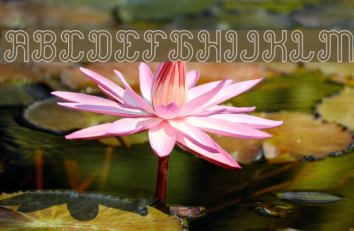 Green Avocado-Hollow Example 1