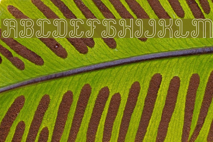 Green Avocado-Hollow Example 2