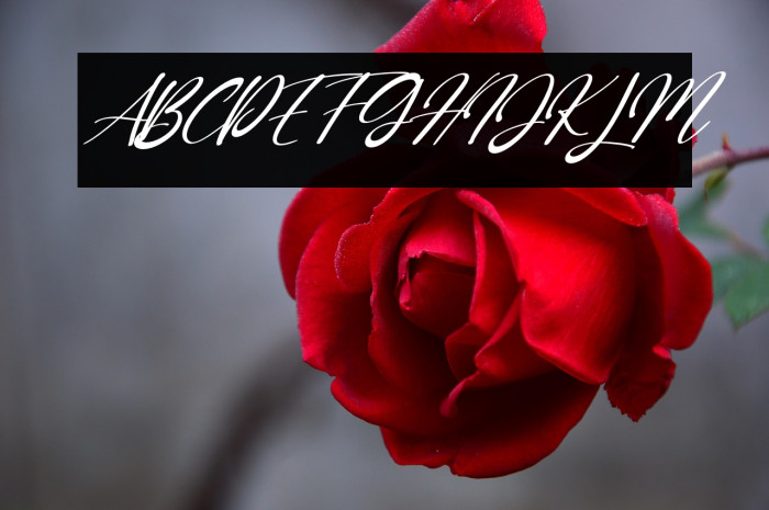 Green Day Italic Example 2