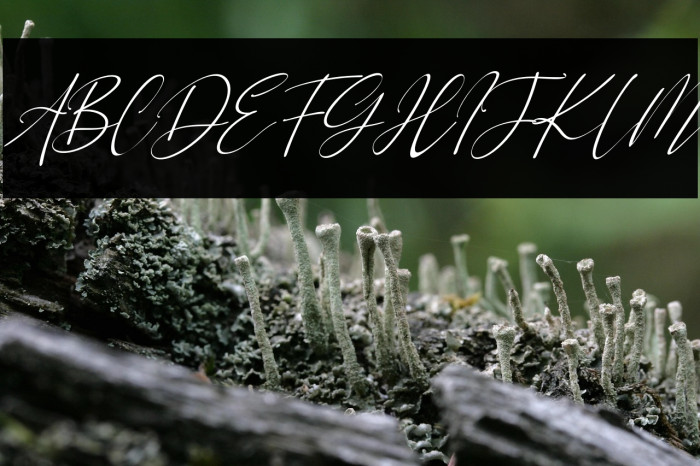 Green Poppy Italic Example 2