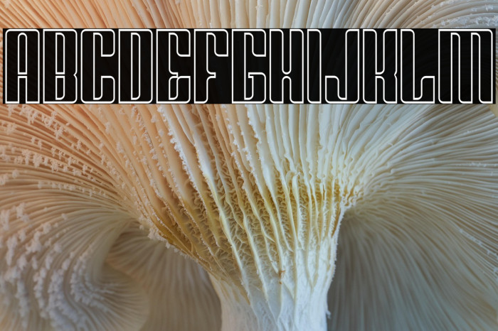 Greenleaf Outline Example 3