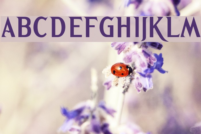 Greetings Bold Fonte examples