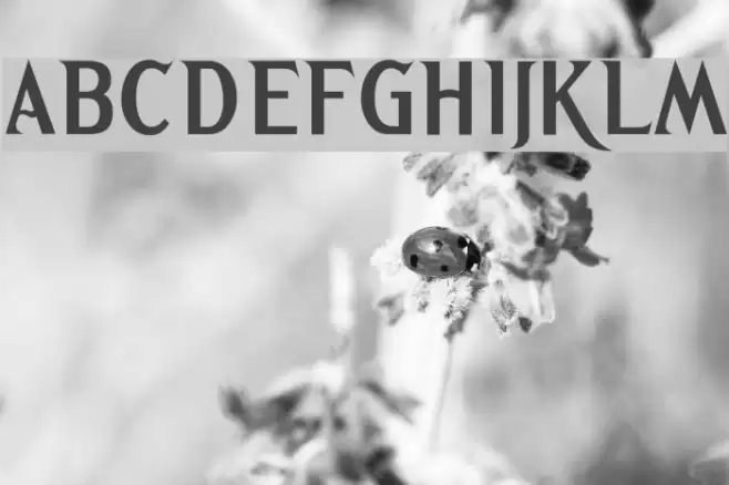 Greetings Bold Font examples