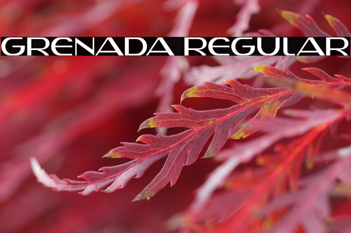 Grenada Regular Example 3