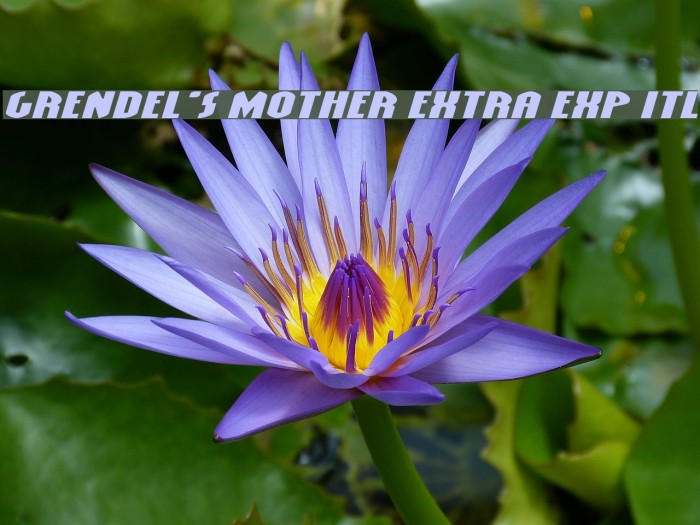 Grendel's Mother Extra Exp Itl Font examples