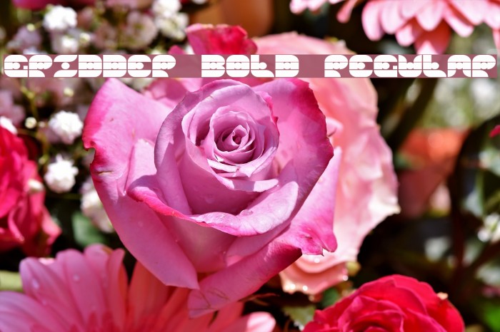 Gridder Bold Regular Example 1