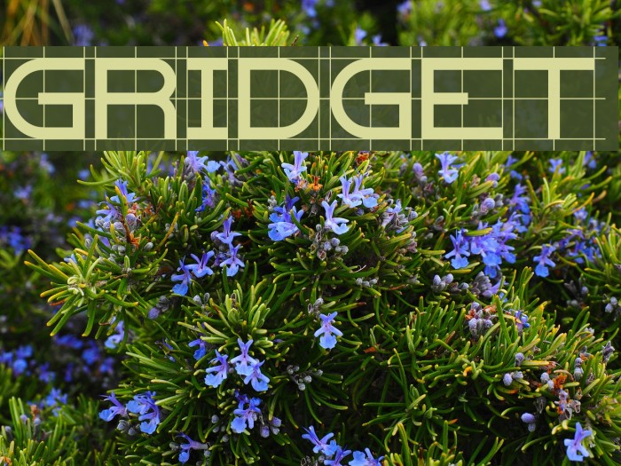 Gridget Font examples