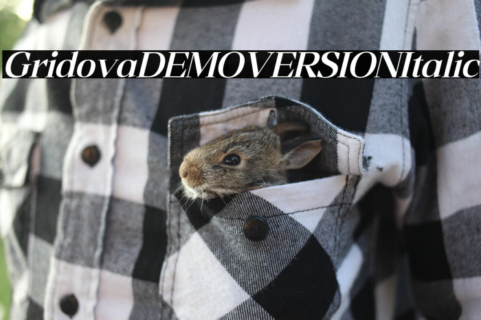 Gridova DEMO VERSION Italic Example 3