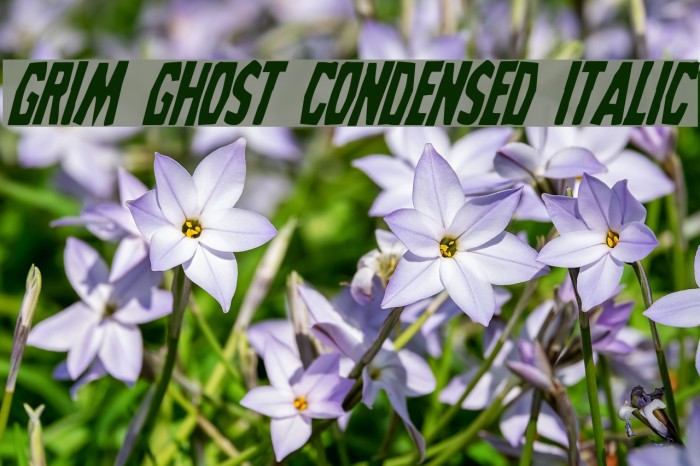 Grim Ghost Condensed Italic Font examples