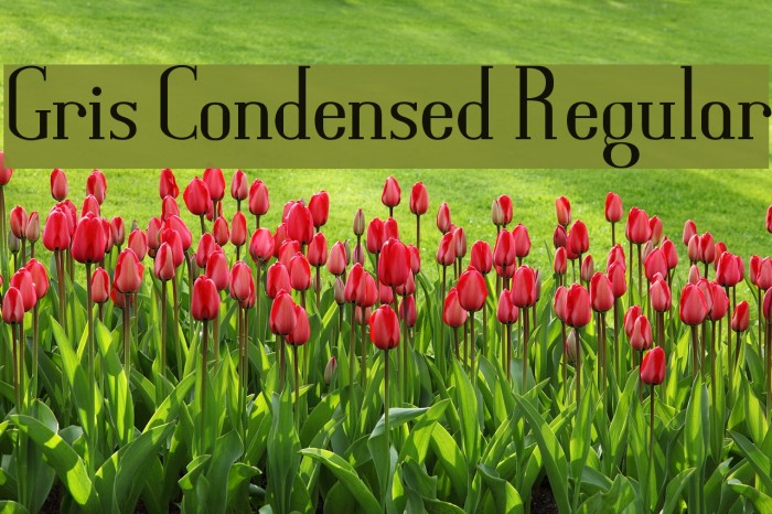 Gris Condensed Regular Font examples