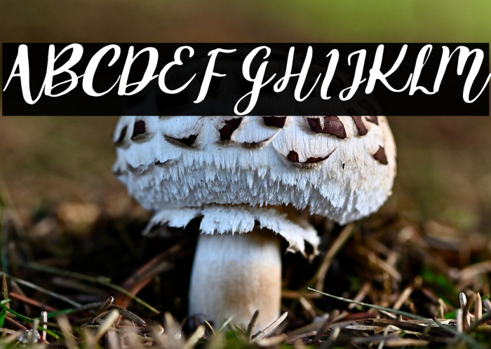 Griselda Regular Example 1