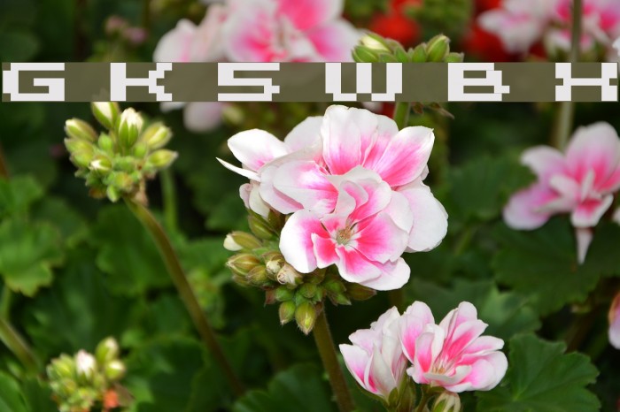 Grixel Kyrou 5 Wide Bold Xtnd Font examples