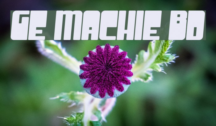 Groove Machine Bold Fonte examples