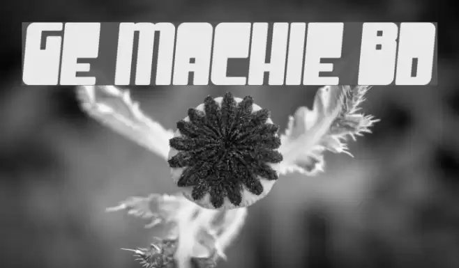 Groove Machine Bold Fonte examples