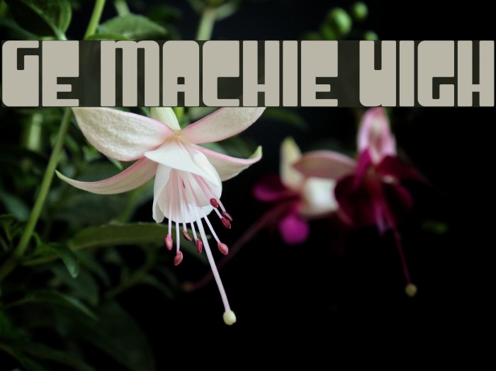 Groove Machine Upright フォント examples