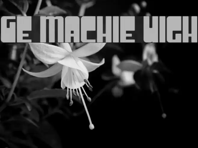 Groove Machine Upright フォント examples