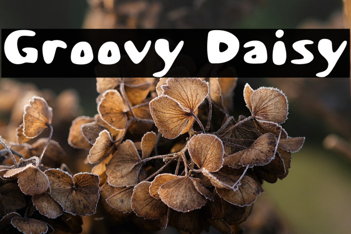 Groovy Daisy Example 2