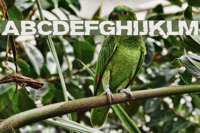 Groteski Bold フォント examples