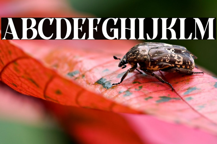 GroundCastleDEMO Example 1