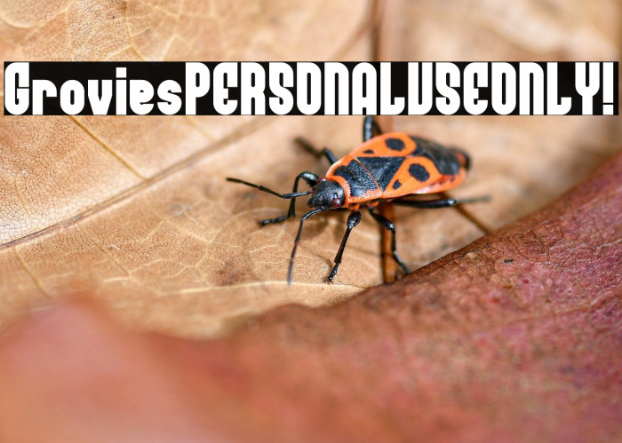 Grovies PERSONAL USE ONLY! Example 3