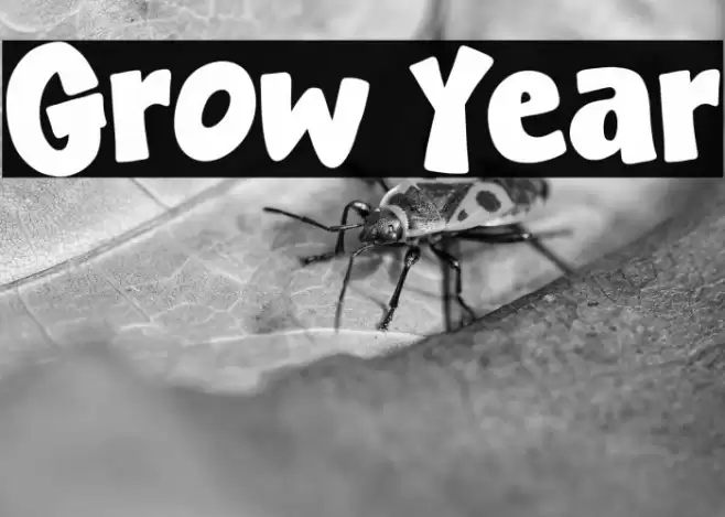 Grow Year خط examples