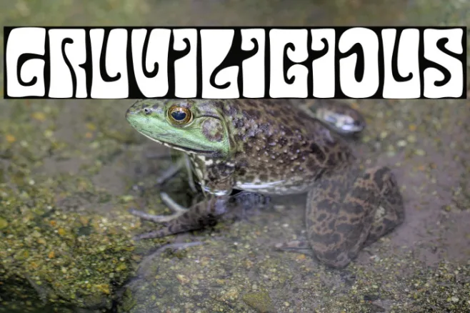 Gruvilicious Example 2
