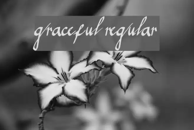 graceful regular Font examples
