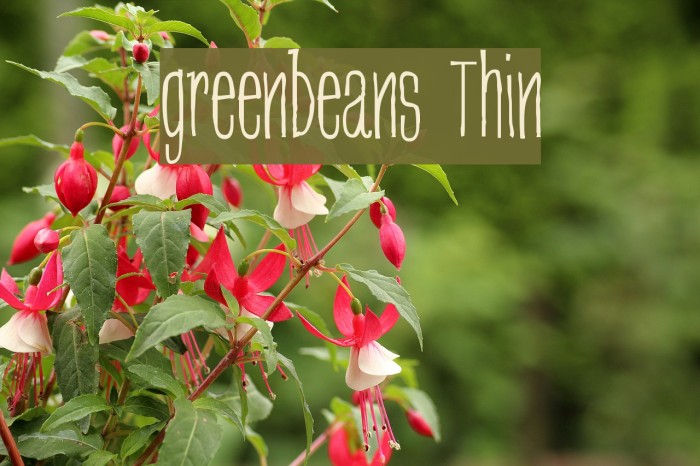 greenbeans Thin Font examples