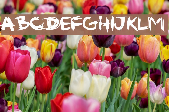 gribouille 1 Example 2