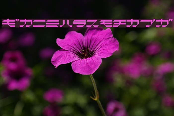 GtinformatKT Example 1