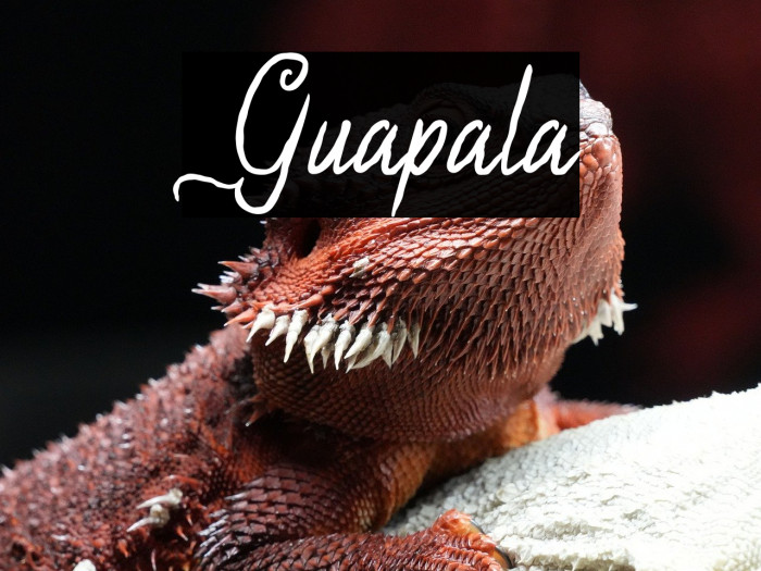 Guapala Example 1