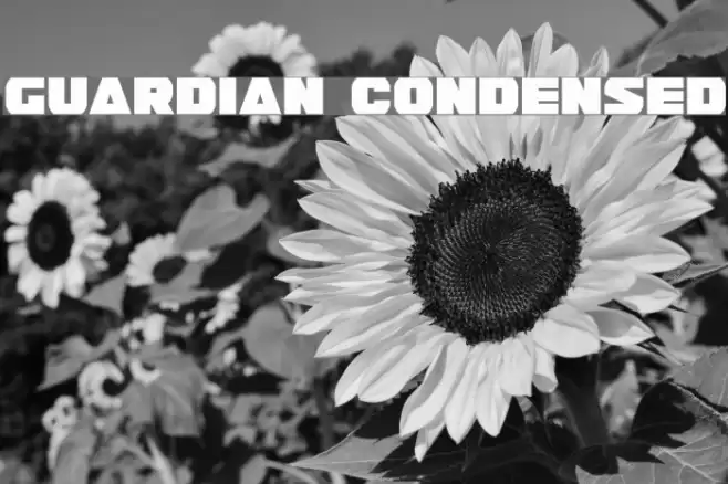 Guardian Condensed Font examples