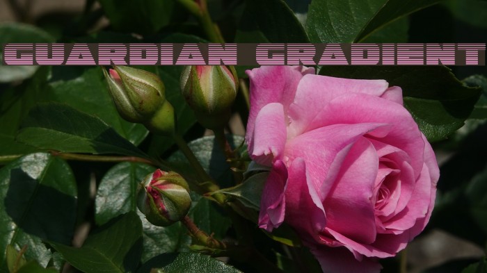 Guardian Gradient Font examples
