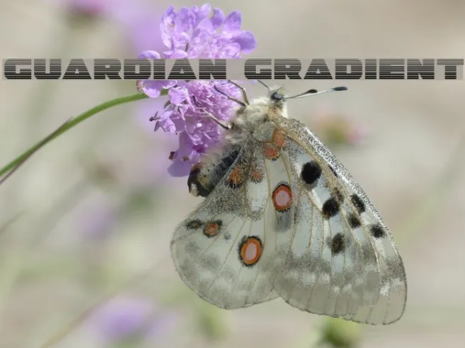 Guardian Gradient Example 2