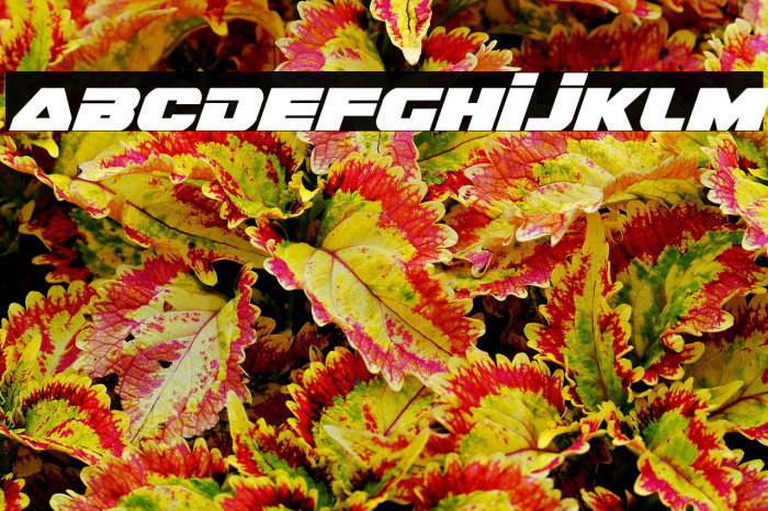 Guardian Italic Example 1